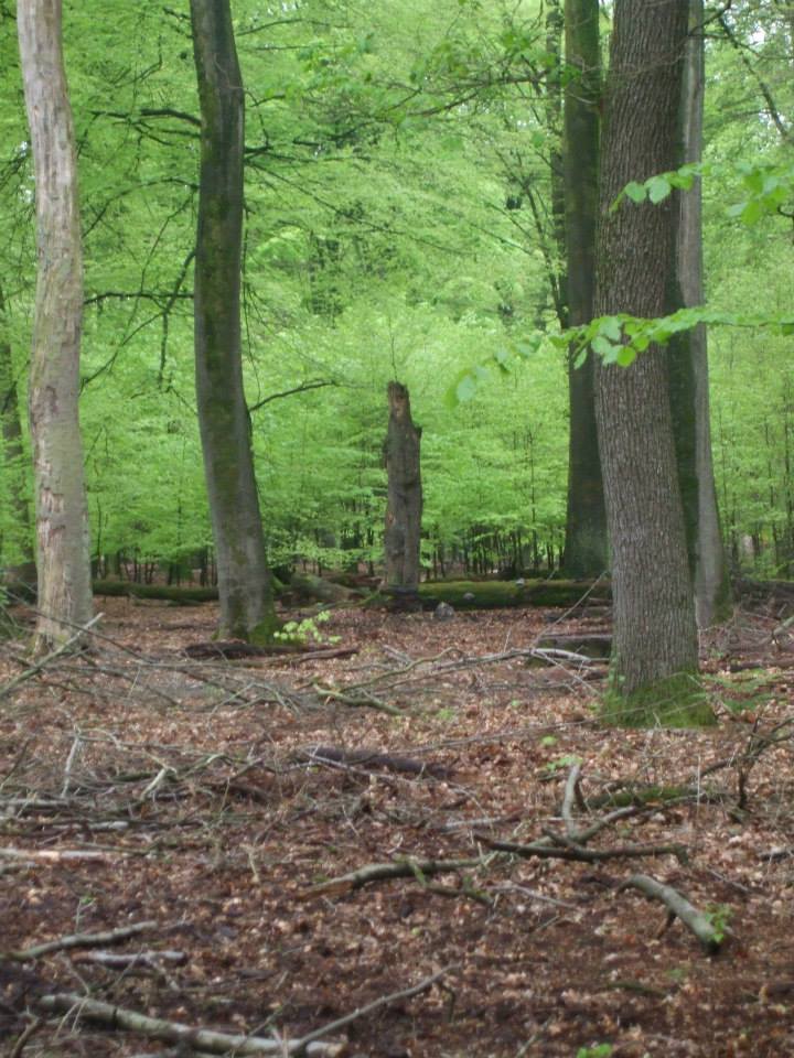 10259959_10203935884745832_1280607997857183741_n