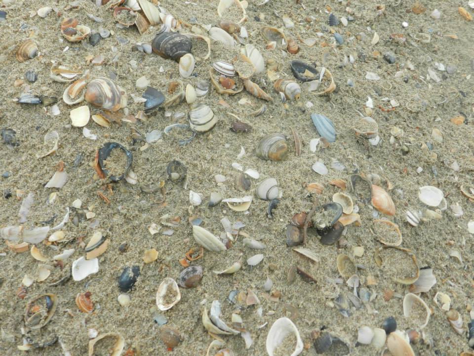 1381403_10202416726407823_1708945235_n